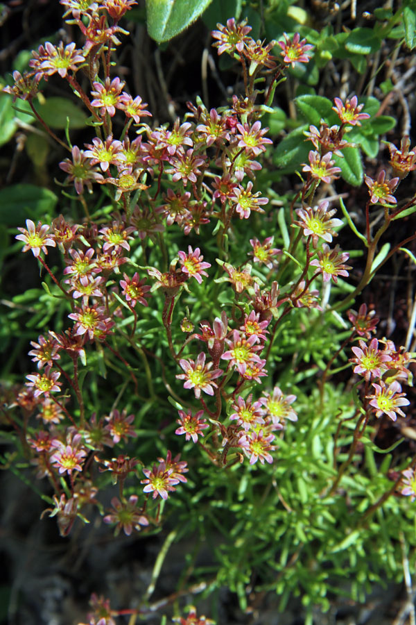 Črnoškrlatni kamnokreč IV.
Cvetovi črnoškrlatnega kamnokreča.
Ključne besede: črnoškrlatni kamnokreč saxifraga exarata subsp. atropurpurea