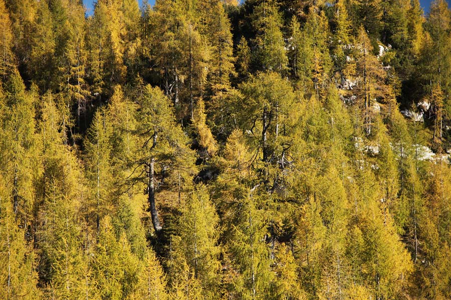 Macesni
S soncem obsijan macesnov gozd. Proti planini Za Skalo.
Ključne besede: planina za skalo