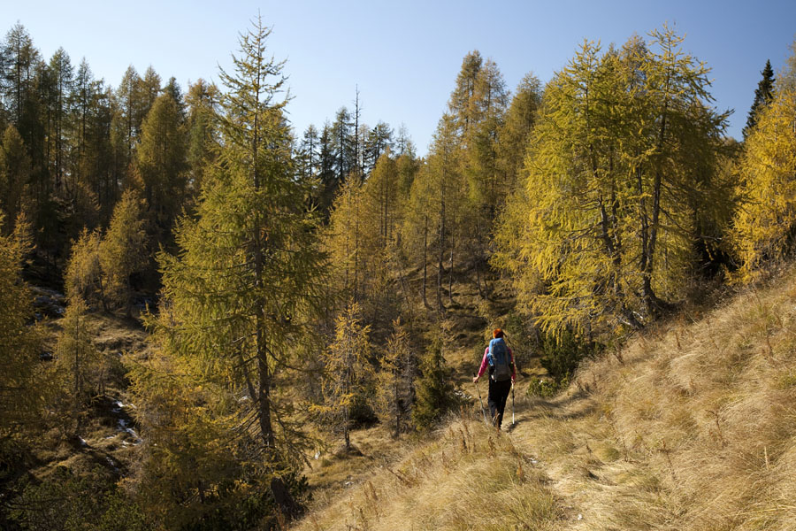 Skozi macesnov gaj
Z Velikih vrat proti planini Za Skalo je hoja en sam užitek.
Ključne besede: planina za skalo