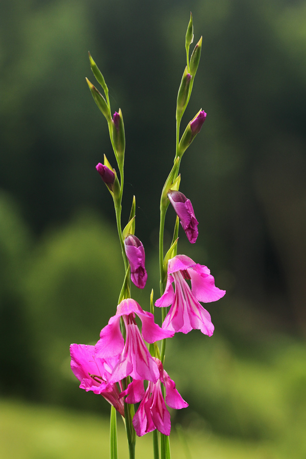 močvirski meček
Močvirski meček. Spodnja Bohinjska dolina.
Ključne besede: močvirski meček gladiolus palustris