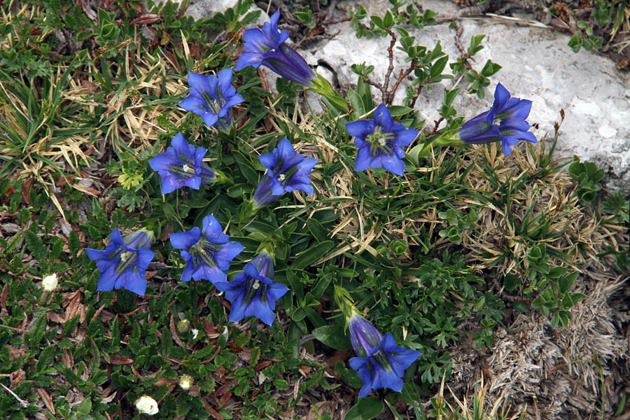 Clusijev svišč
Eden od mnogih lepih šopkov encijana. Pod Rodico (Bohinjska stran).
Ključne besede: clusijev svišč encijan gentiana clusii