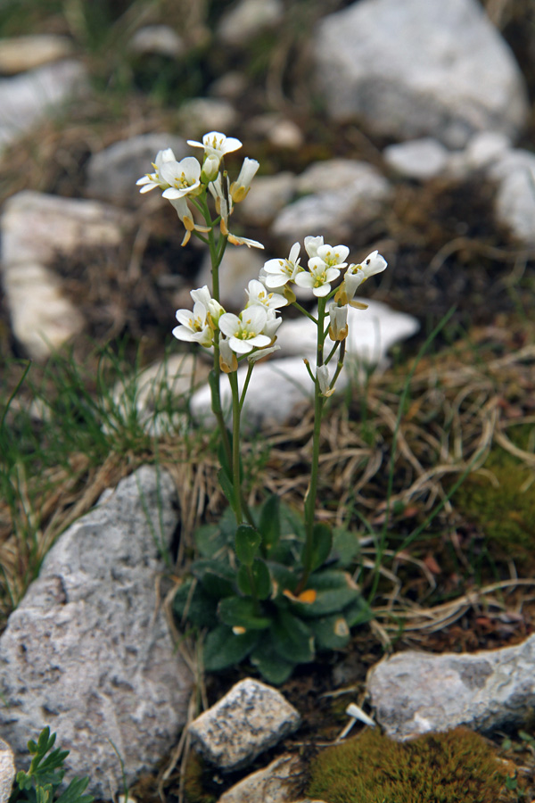 Nizki repnjak
Snežne dolinice v Dolah pod Malim Raskovcem.
Ključne besede: nizki repnjak arabis bellidifolia