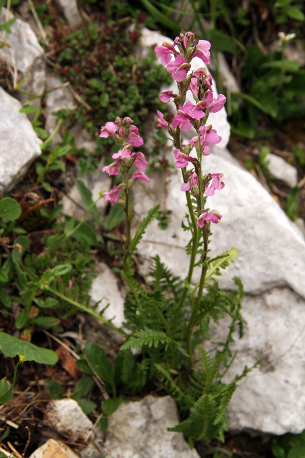 Klasasti ušivec
Pod Rodico (Bohinjska stran) je precej klasastega ušivca.
Ključne besede: klasasti ušivec pedicularis rostratospicata