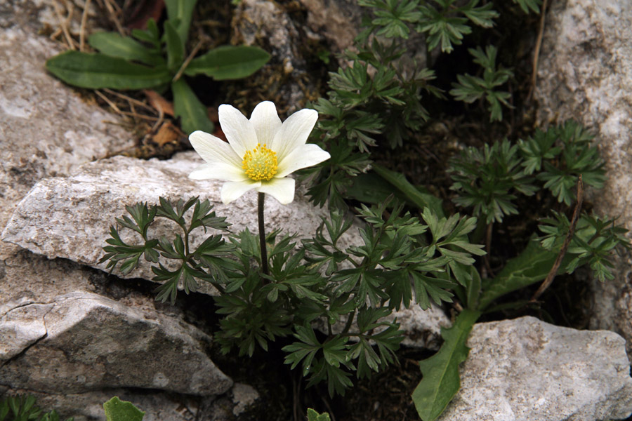 Mala vetrnica II.
Pa še en osamljen primer male vetrnice. Dole pod Rodico.
Ključne besede: mala vetrnica anemone baldensis