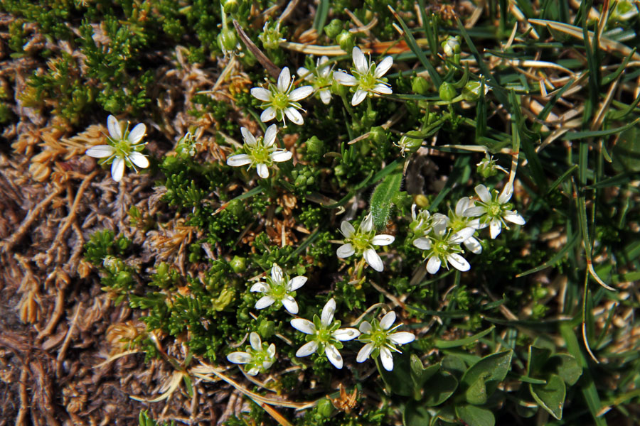 Resasta popkoresa
Resasta popkoresa v snežnih dolinicah pod Rodico (Bohinjska stran).
Ključne besede: resasta popkoresa moehringia ciliata