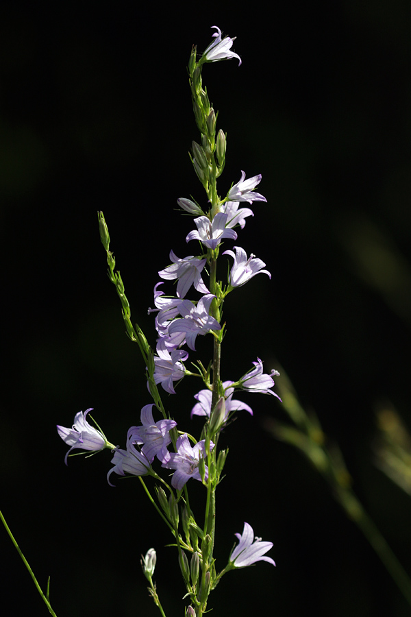 Repuščeva zvončica
Repuščeva zvončica na Bohinjskih travnikih.
Ključne besede: repuščeva zvončica campanula rapunculus