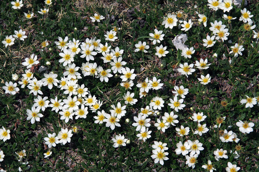 Alpska velesa
Pod sedlom Čez Suho.
Ključne besede: alpska velesa dryas octopetala