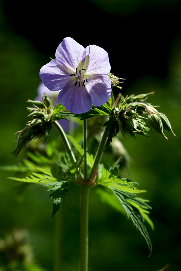 Travniška krvomočnica
Travniška krvomočnica na Ajdovskem gradcu.
Ključne besede: travniška krvomočnica geranium pratense