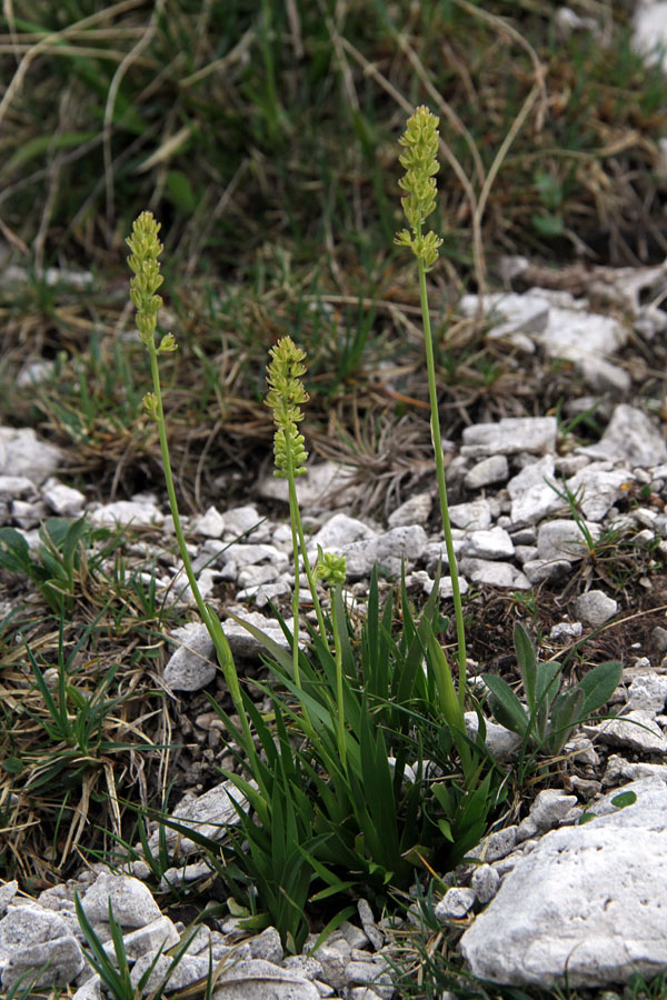 Navadna žiljka
Navadno žiljko najdemo skoraj po vseh Bohinjskih planinah in gorah.
Ključne besede: navadna žiljka tofieldia calyculata