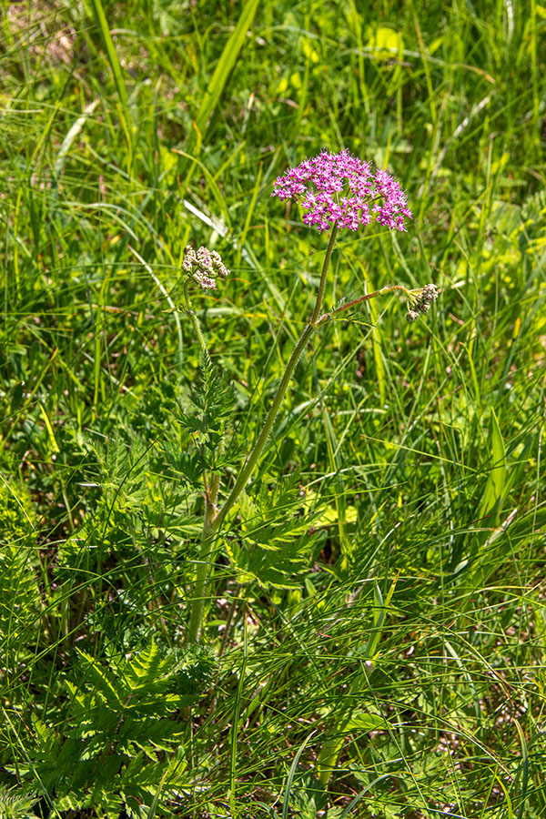 Villarovo trebelje
Villarovo trebelje na Črni prsti.
Ključne besede: villarovo trebelje chaerophyllum villarsii