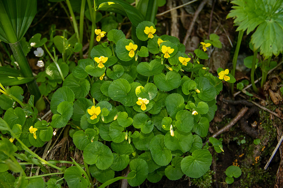 Dvocvetna vijolica
Dvocvetna vijolica. Pod Črno prstjo.
Ključne besede: dvocvetna vijolica viola biflora