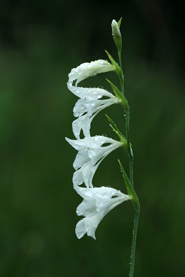 Močvirski meček (albin)
Močvirski meček (albin).
Ključne besede: močvirski meček gladiolus palustris