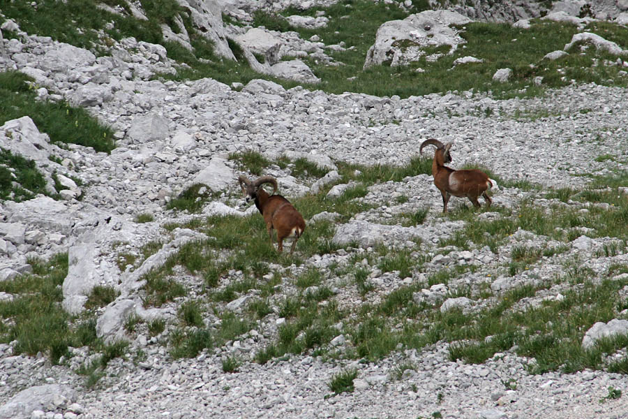 Muflona
Tudi mufloni se pasejo v miru pod Bohinjskim Migovcem.
Ključne besede: muflon ovis orientalis musimon