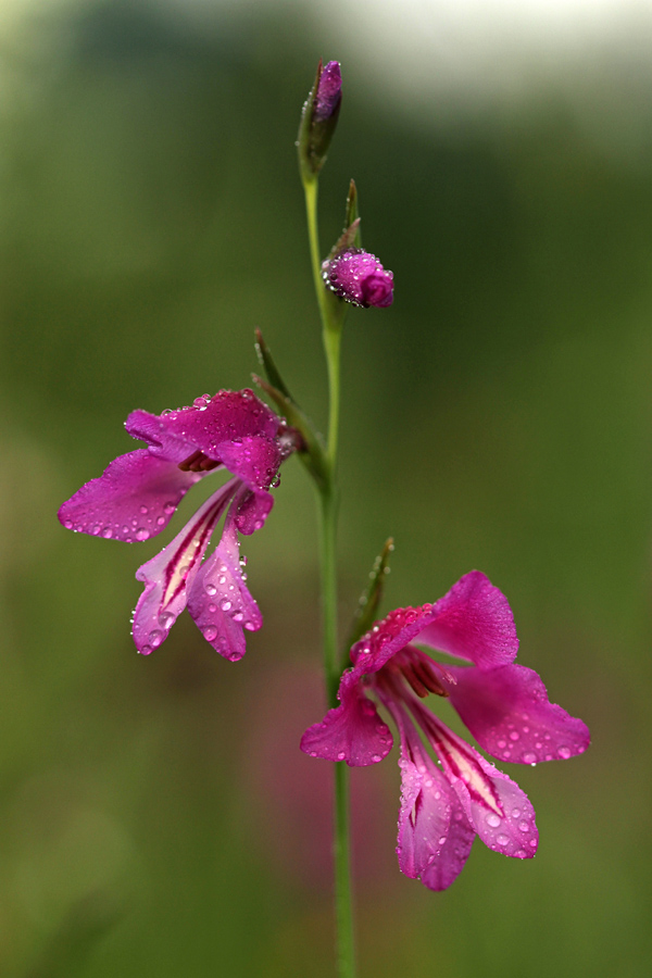 Močvirski meček
V jutranji rosi.
Ključne besede: močvirski meček gladiolus palustris