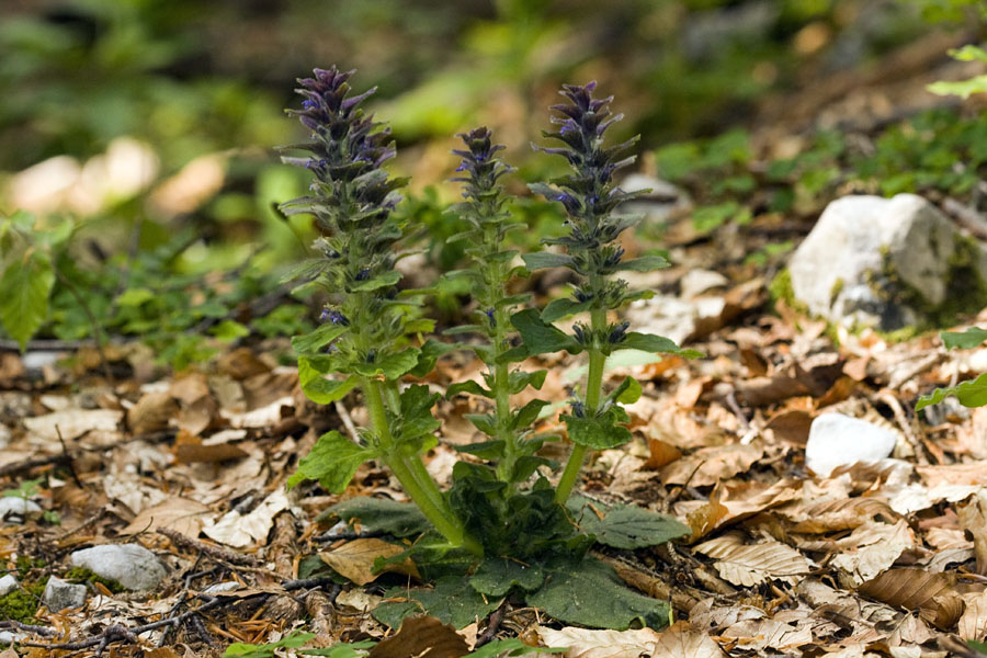 Piramidasti skrečnik
Piramidasti skrečnik v Bohinjskih gozdovih.
Ključne besede: piramidasti skrečnik ajuga pyramidalis