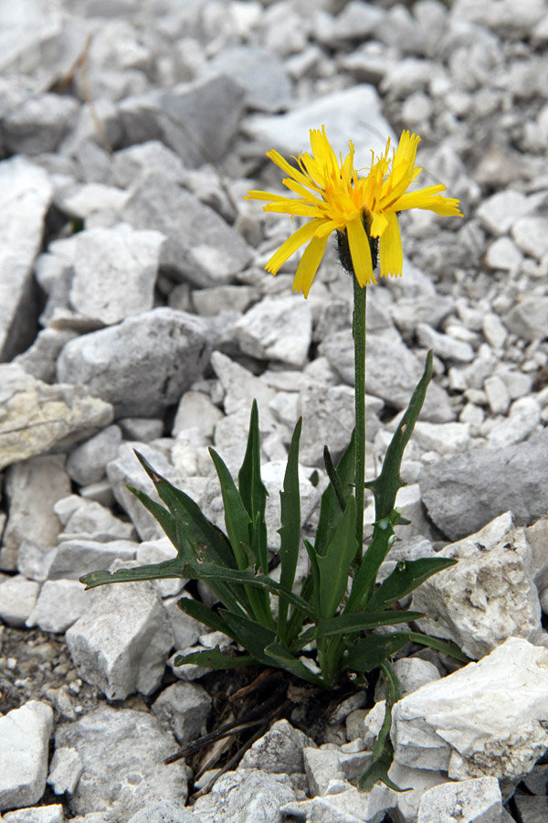 Kernerjev dimek
Cveti tudi že kernerjev dimek. Pod Bohinjskim Migovcem.
Ključne besede: kernerjev dimek crepis kerneri