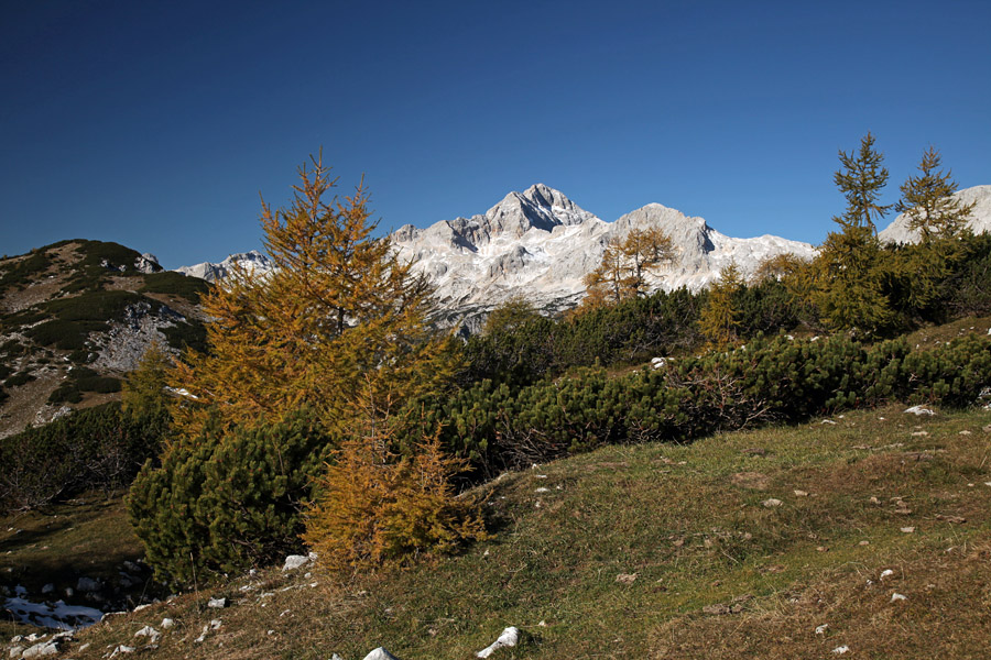 S poti na Mrežce IV.
Triglav in zadnji macesni.
Ključne besede: triglav mrežce