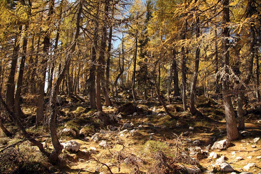 Macesnov gozd III.
V macesnovem gozdu nad Lipanco.
Ključne besede: lipanca