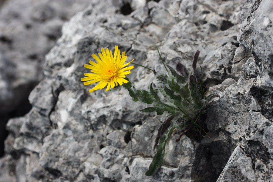 Kosmata škržolica
Kosmata škržolica na Ratitovcu.
Ključne besede: kosmata škržolica hieracium villosum