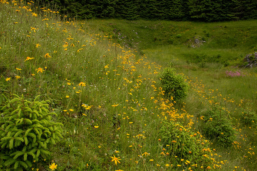 Arnika
Arnika na Jelovici.
Ključne besede: navadna arnika arnica montana