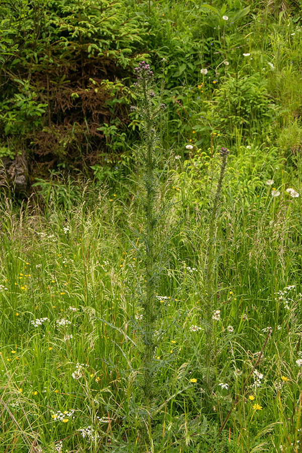 Močvirski osat 
Močvirski osat na Jelovici.
Ključne besede: močvirski osat cirsium palustre