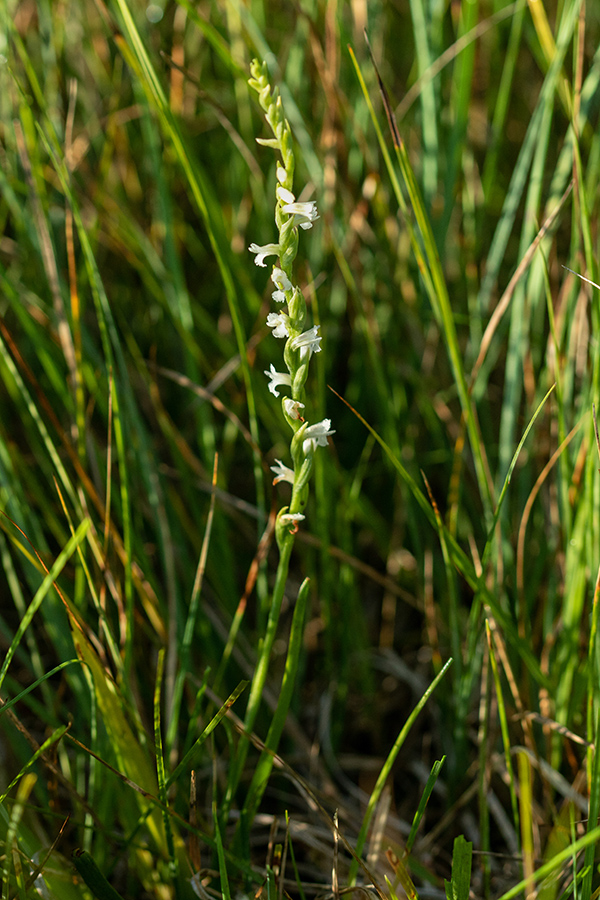 Poletna škrbica
Poletna škrbica. 
Ključne besede: poletna škrbica spiranthes aestivalis