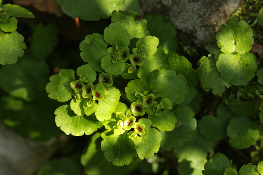 Premenjalnolistni vraničnik
Premenjalnolistni vraničnik s semeni.
Ključne besede: premenjalnolistni vraničnik chrysosplenium alternifolium