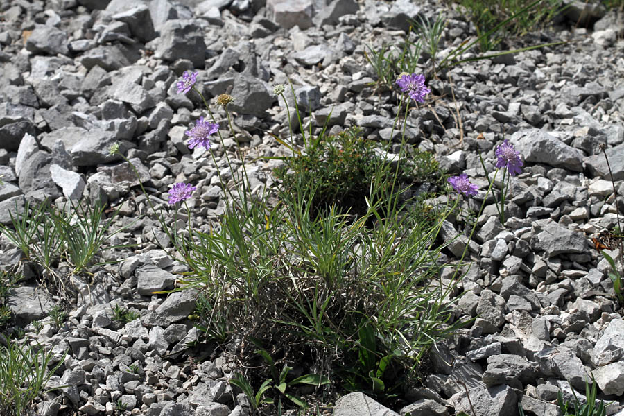 Travnolistni grintavec
Šopek travnolistnega grintavca.
Ključne besede: travnolistni grintavec scabiosa graminifolia