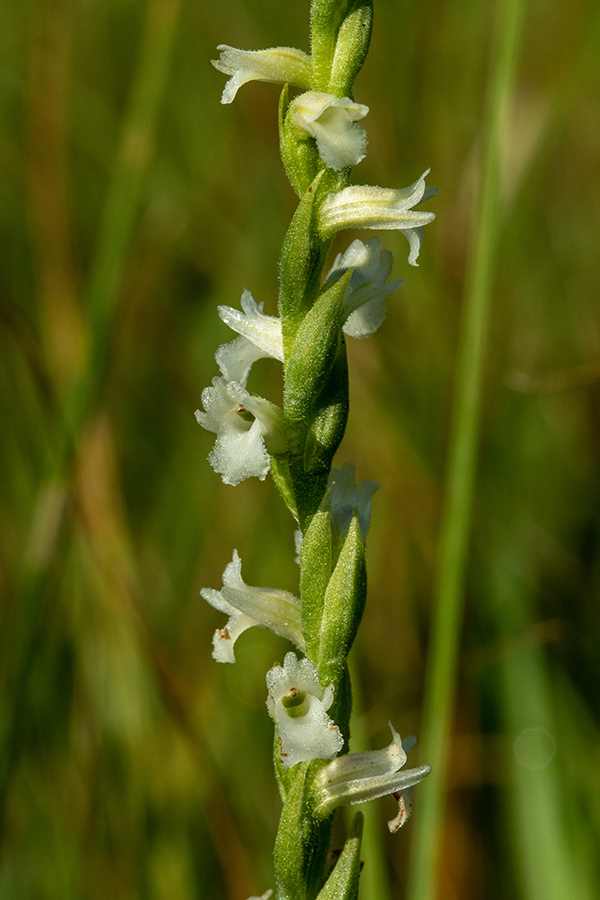 Poletna škrbica 
Poletna škrbica.
Ključne besede: poletna škrbica spiranthes aestivalis