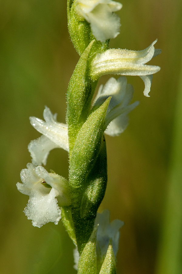 Poletna škrbica
Poletna škrbica.
Ključne besede: poletna škrbica spiranthes aestivalis