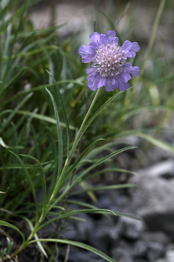 Travnolistni grintavec
Travnolistni grintavec v Ukancu.
Ključne besede: travnolistni grintavec scabiosa graminifolia