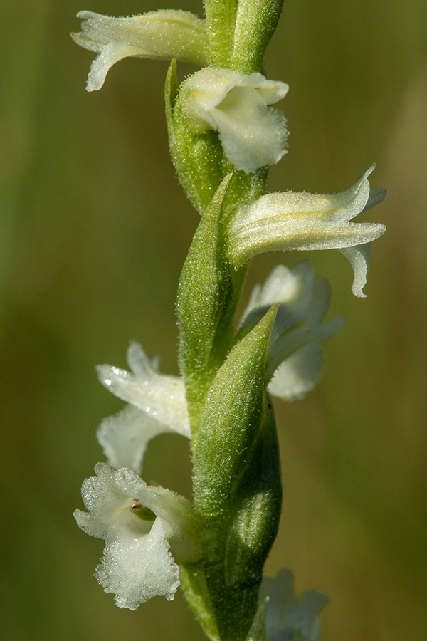 Poletna škrbica
Poletna škrbica.
Ključne besede: poletna škrbica spiranthes aestivalis