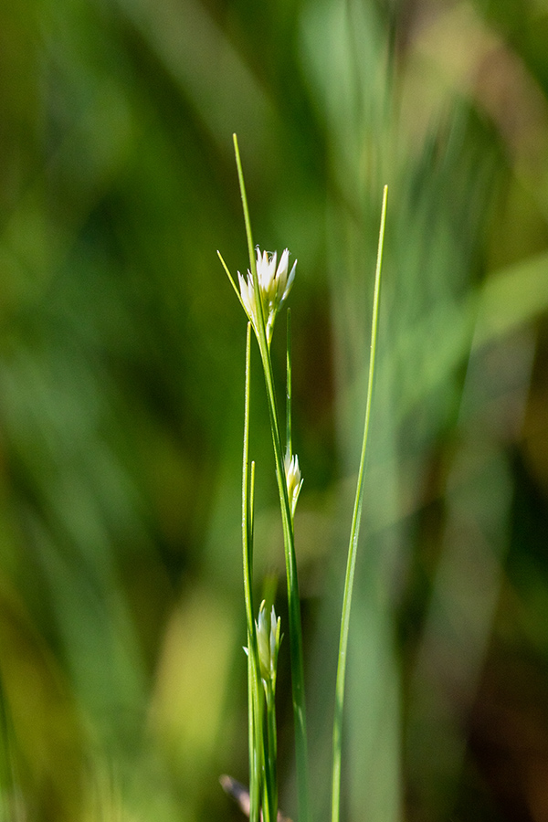 Bela kljunka
Bela kljunka.
Ključne besede: bela kljunka rhynchospora alba