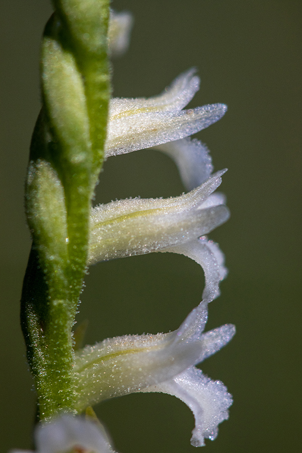 Poletna škrbica
Poletna škrbica. 
Ključne besede: poletna škrbica spiranthes aestivalis