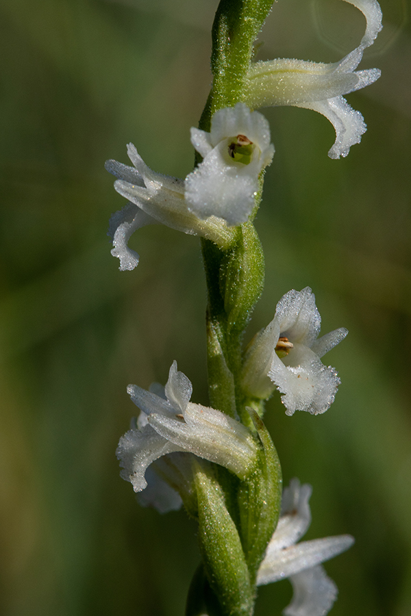 Poletna škrbica
Poletna škrbica.
Ključne besede: poletna škrbica spiranthes aestivalis