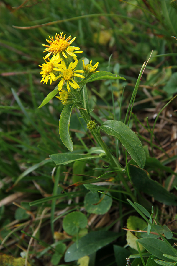 Planinska zlata rozga
Planinska zlata rozga zraste tja do 20 cm in raste tudi nad 2000m visoko.
Ključne besede: planinska zlata rozga solidago virgaurea subsp. minuta