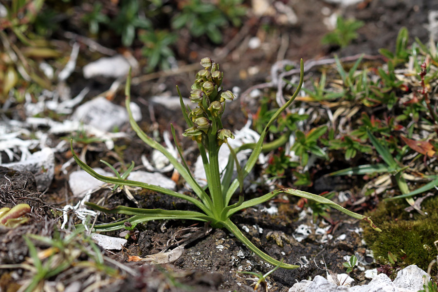 Alpska cepetuljka
Alpske cepetuljke šele sedaj pričenjajo polno cveteti.
Ključne besede: alpska cepetuljka chamorchis alpina