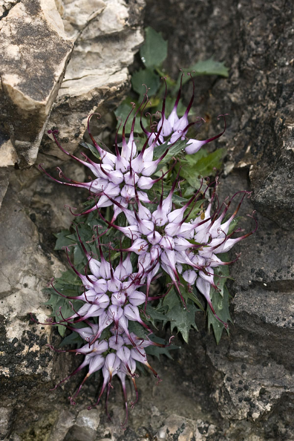 Šestorček
Šopasti repušnik.
Ključne besede: šopasti repušnik physoplexis comosa