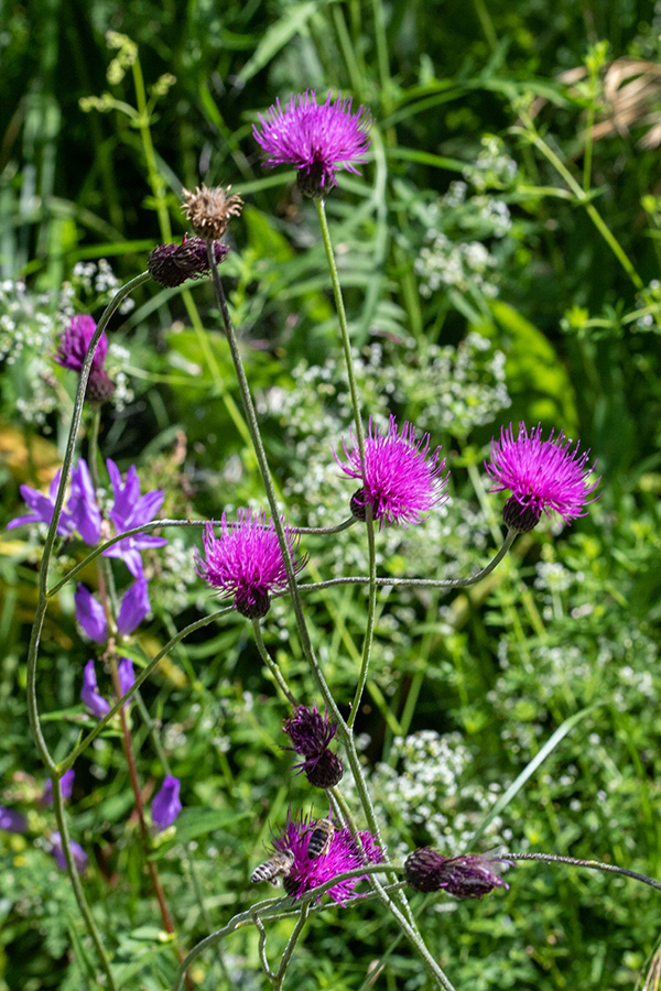 Panonski osat 
Panonski osat na Nemškem rovtu.
Ključne besede: panonski osat cirsium pannonicum