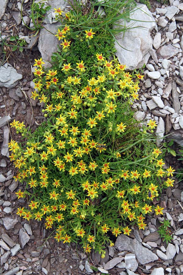 Vednozeleni kamnokreč
Lep šopek vednozelenega kamnokreča.
Ključne besede: vednozeleni kamnokreč saxifraga aizoides