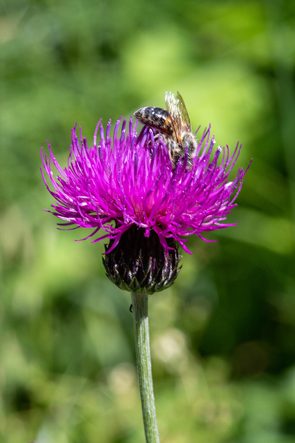 Panonski osat
Panonski osat na Nemškem rovtu.
Ključne besede: panonski osat cirsium pannonicum