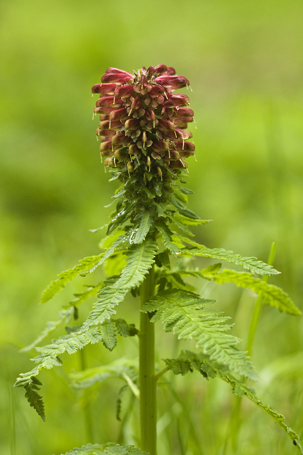 Prisekani  ušivec
Prisekani ušivec v Fužinarskih planinah.
Ključne besede: prisekani ušivec pedicularis recutita