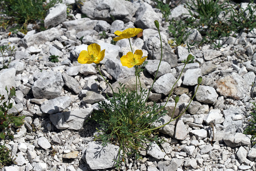 Petkovškov mak
Na planini Poljana že odcveteva.
Ključne besede: petkovškov mak papaver alpinum ssp. victoris