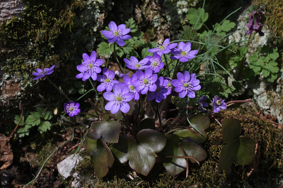 Navadni jetrnik
Navadni jetrnik v Zgornji Bohinjski dolini. 
Ključne besede: navadni jetrnik hepatica nobilis