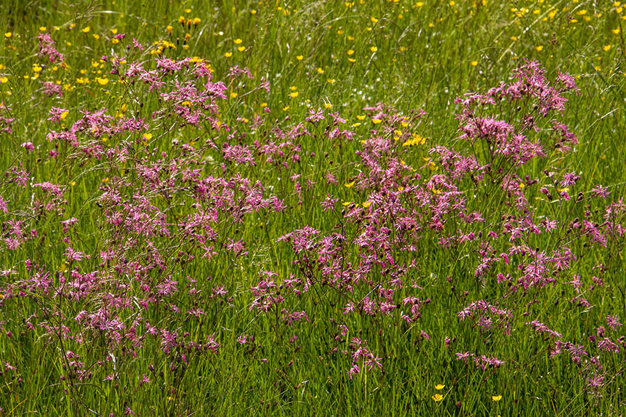 Kukavičja lučca 
Kukavičja lučca na Jelovici.
Ključne besede: kukavičja lučca lychnis flos-cuculi