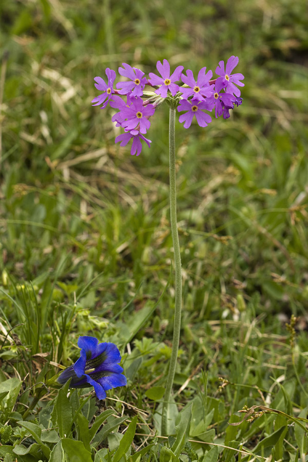 Jeglič in svišč
Dolgocvetni jeglič in pod njim clusijev svišč. Fužinarske planine.
Ključne besede: dolgocvetni jeglič primula halleri clusijev svišč gentiana clusii