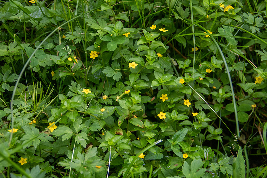 Podlesna pijavčnica
Podlesna pijavčnica na Jelovici.
Ključne besede: podlesna pijavčnica lysimachia nemorum