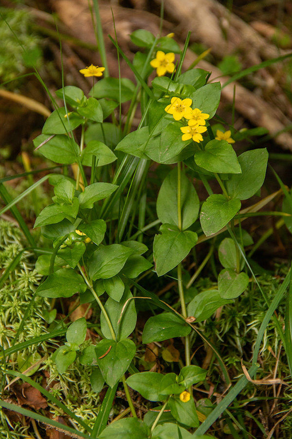 Podlesna pijavčnica
Podlesna pijavčnica na Jelovici.
Ključne besede: podlesna pijavčnica lysimachia nemorum