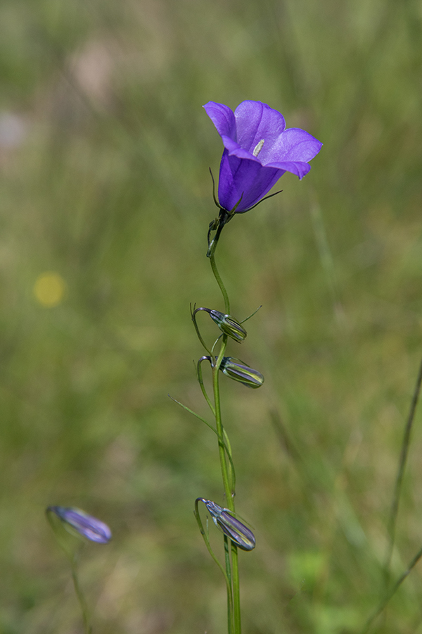 Okroglolistna zvončica 
Okroglolistna zvončica na Jelovici.
Ključne besede: okroglolistna zvončica campanula rotundifolia