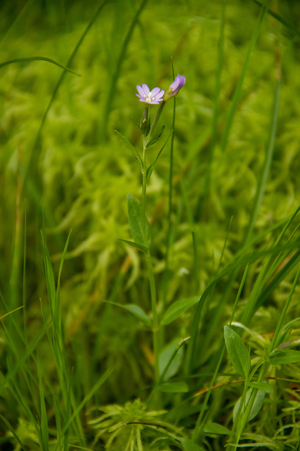 Kimasti vrbovec
Kimasti vrbovec. Na mokriščih Jelovice.
Ključne besede: kimasti vrbovec epilobium nutans